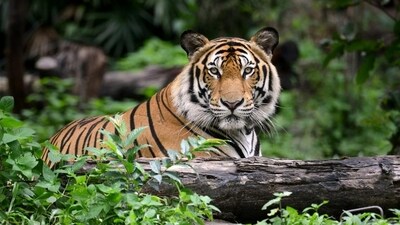At least 108 people were killed in tiger attacks in India between 2019 and mid-2021, the government said last year. (Photo: Shutterstock) At least 108 people were killed in tiger attacks in India between 2019 and mid-2021, the government said last year. (Photo: Shutterstock)