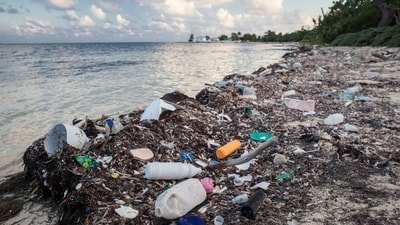 More than two-thirds of the items examined had coastal species on them. (Representative image) More than two-thirds of the items examined had coastal species on them. (Representative image)
