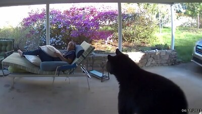 The image, taken from the video, shows the man's reaction when a bear approaches him. (Facebook/David Oppenheimer) The image, taken from the video, shows the man's reaction when a bear approaches him. (Facebook/David Oppenheimer)
