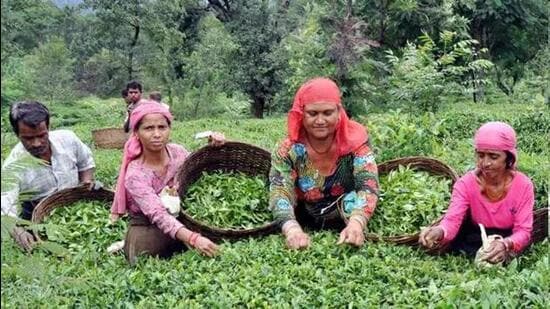 G20 delegates will be given a tour of various tourist attractions in and around Dharamshala covering the sprawling tea gardens. (HT File)