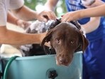 Pet parents must be aware of the changes in diet, grooming, and lifestyle needed for the change in season