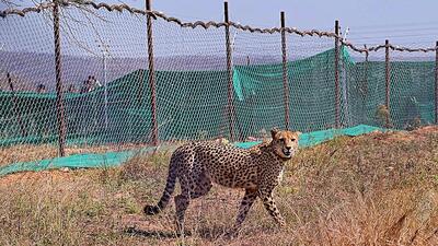 A cheetah at the Kuno National Park. (PTI)