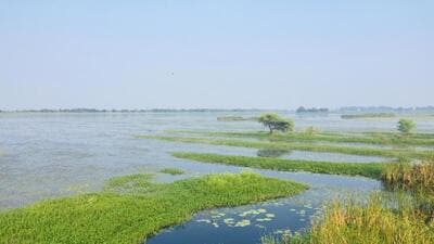 Haiderpur Wetland attracts tens of thousands of birds, including many migratory species, which arrive and stay here between October and February . (Representative photo) Haiderpur Wetland attracts tens of thousands of birds, including many migratory species, which arrive and stay here between October and February . (Representative photo)