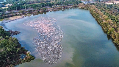 Mumbai, India -March 17, 2021: A flock of flamingoes at DPS Lake at Nerul in Navi Mumbai, India, on Wednesday, March 17, 2021. (Photo by Pratik Chorge/Hindustan Times) (Pratik Chorge/HT Photo) Mumbai, India -March 17, 2021: A flock of flamingoes at DPS Lake at Nerul in Navi Mumbai, India, on Wednesday, March 17, 2021. (Photo by Pratik Chorge/Hindustan Times) (Pratik Chorge/HT Photo)