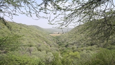 The Aravallis are key to the wellbeing of the National Capital Region’s 64 million residents in more ways than one. (Parveen Kumar/HT Photo)