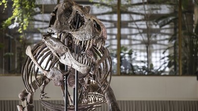 A view of the skeleton of a Tyrannosaurus rex named Trinity, during a preview by auction house Koller at the Tonhalle Zurich concert hall. (AP) A view of the skeleton of a Tyrannosaurus rex named Trinity, during a preview by auction house Koller at the Tonhalle Zurich concert hall. (AP)