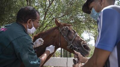 The administration will also buy an ambulance for the care of sick and injured animals. (HT File Photo)