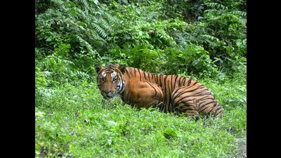 The forest department will undertake an annual wildlife census covering Pune division on Buddha Purnima that falls on May 5. (REPRESENTATIVE IMAGE)