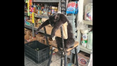 The viral picture shows a cute cat sleeping in an unusual position. (Reddit/@Fandina) The viral picture shows a cute cat sleeping in an unusual position. (Reddit/@Fandina)
