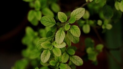 Tulsi: Known as the queen of herbs, Tulsi is anti-microbial, anti-inflammatory, Antitussive (cough relieving) and has anti-allergic properties. Add 4-5 tulsi leaves to 2 cups of water and boil for 15-20 minutes. Sip once or twice a day. (Image by Bhushir Kachchhi from Pixabay ) Tulsi: Known as the queen of herbs, Tulsi is anti-microbial, anti-inflammatory, Antitussive (cough relieving) and has anti-allergic properties. Add 4-5 tulsi leaves to 2 cups of water and boil for 15-20 minutes. Sip once or twice a day. (Image by Bhushir Kachchhi from Pixabay )