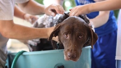 Pet parents must be aware of the changes in diet, grooming, and lifestyle needed for the change in season (Pixabay)