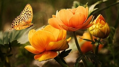 Several studies have shown horticulture therapy may help some people manage their PTSD symptoms and improve their quality of life once more. (Pixabay) Several studies have shown horticulture therapy may help some people manage their PTSD symptoms and improve their quality of life once more. (Pixabay)