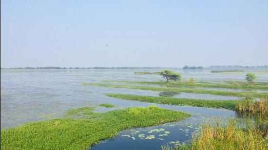 Haiderpur Wetland attracts tens of thousands of birds, including many migratory species, which arrive and stay here between October and February . (Representative photo)
