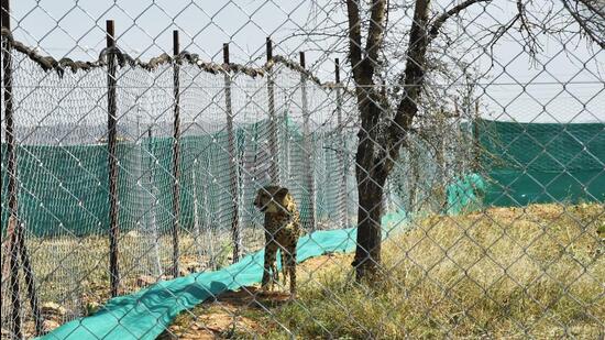 One of the cheetahs at Kuno national park. (ANI)
