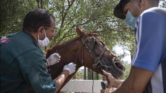 The administration will also buy an ambulance for the care of sick and injured animals. (HT File Photo)