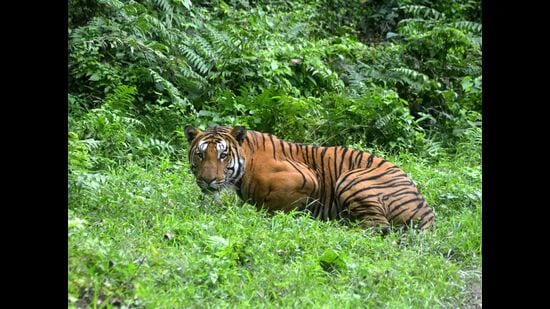 The forest department will undertake an annual wildlife census covering Pune division on Buddha Purnima that falls on May 5. (REPRESENTATIVE IMAGE)