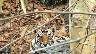 Eight persons have been killed in wild cat attacks in Chandrapur district since January this year. (Representative Image)
