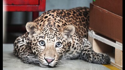 On Sunday, a 12-year-old boy died after he was attacked by a leopard in Junnar’s Otur village. (HT FILE PHOTO)