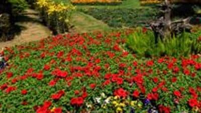 Organisers said the photo simply needs to be of natural flora and fauna – anything from insects and fungi to flowers and trees. (HT Photo)
