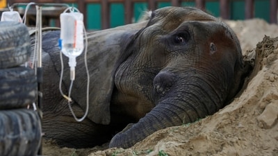 African elephant Noor Jahan, 17, who is unwell, rests on a sand pile, at a zoo in Karachi, Pakistan (Reuters)