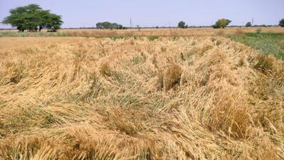 Punjab agriculture minister Kuldeep Singh Dhaliwal on Wednesday held a meeting with the representatives of a group of leaders of different farm bodies, which are a part of the Sanyukat Kisan Morcha (non-political).