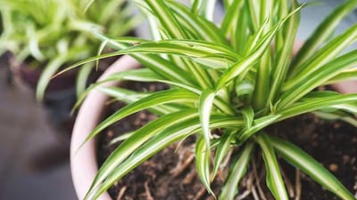 According to biodiversity experts, small plants are easy to maintain and require fewer resources than larger ones. (Representative image) According to biodiversity experts, small plants are easy to maintain and require fewer resources than larger ones. (Representative image)