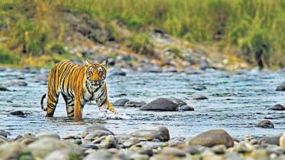 The Uttarakhand government said the tiger safari projects is 80% complete. (Shutterstock)