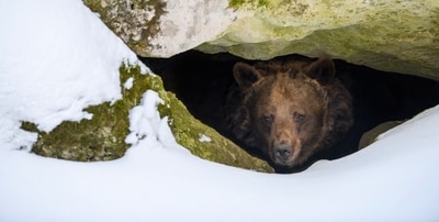 During hibernation, brown bears are able to reduce their metabolism to rates so slow that would kill healthy humans. How they achieve this feat is still mostly a mystery. (Shutterstock) During hibernation, brown bears are able to reduce their metabolism to rates so slow that would kill healthy humans. How they achieve this feat is still mostly a mystery. (Shutterstock)