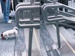 Dog plays fetch by itself. Dog plays fetch by itself.