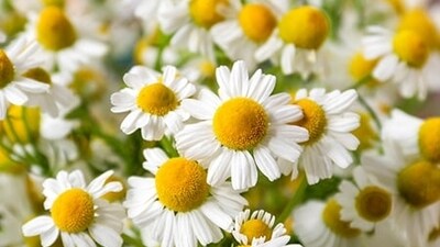 Chamomile: Chamomile has anti-inflammatory and anti-itching properties. Brew a cup of chamomile tea and let it cool. Apply the tea to the affected area with a cotton ball. (File Photo) Chamomile: Chamomile has anti-inflammatory and anti-itching properties. Brew a cup of chamomile tea and let it cool. Apply the tea to the affected area with a cotton ball. (File Photo)