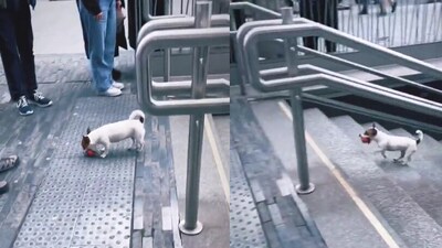 Dog plays fetch by itself. (Twitter/@No__negativtyxd ) Dog plays fetch by itself. (Twitter/@No__negativtyxd )