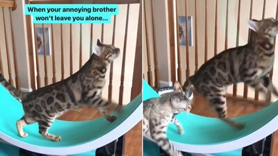 The image, taken from the Instagram video, shows a cat irritating its brother. (Instagram/@indirathebengal) The image, taken from the Instagram video, shows a cat irritating its brother. (Instagram/@indirathebengal)