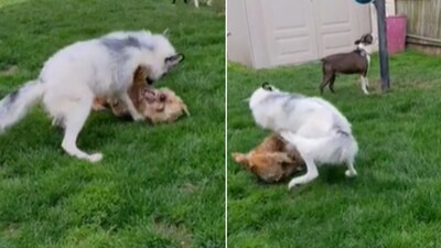 The image is taken from the Reddit video involving two dogs and a fox. (Reddit/@HackerBill) The image is taken from the Reddit video involving two dogs and a fox. (Reddit/@HackerBill)