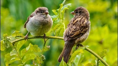 The two sparrows halted their raucous crying and attacked the trespassing mynas with their beaks. The result was instantaneous. (Shutterstock) The two sparrows halted their raucous crying and attacked the trespassing mynas with their beaks. The result was instantaneous. (Shutterstock)