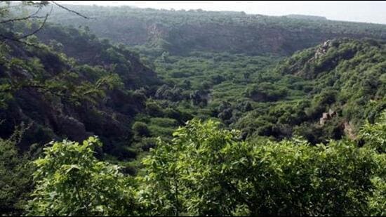 Diversion as per the Forest Conservation Rules ncludes undertaking compensatory afforestation - planting trees in lieu of the diversion of forest land for non-forest purpose and payment of compensatory levies as per Compensatory Afforestation Fund Act, 2016. (HT File)