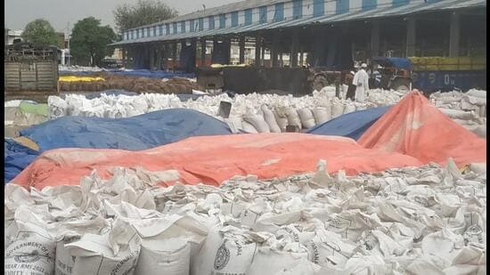 Millions of tonnes of procured wheat is still lying in the mandis of Haryana due to tardy lifting, which is in turn delaying the disbursement of payments to farmers. (HT File)