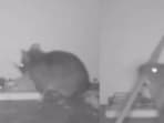 Rat outsmarts trap.