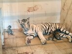White tigress Mira with cubs at Gandhi Zoo in Gwalior.