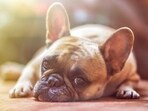 Hard stools, appetite loss and lethargy can signal that you pet needs some lifestyle modifications
