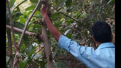 Greens seek forest dept, IIT-B’s intervention as Metro ‘undercounts’ trees in Aarey Greens seek forest dept, IIT-B’s intervention as Metro ‘undercounts’ trees in Aarey