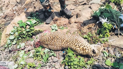 Leopard dies in train collision in Yeoor forest