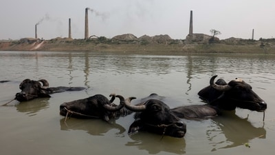 Buffaloes rest in the Bangshai river, upstream of the Buriganga river, in Tangail, Bangladesh. A recent survey by the River and Delta Research Center showed that pollution in the river water during the dry season was well above standard levels and it identified industrial sewage as the main culprit, reported Reuters.&nbsp; (Mohammad Ponir Hossain / Reuters)
