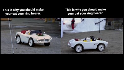 Cat ring bearer. (Instagram/@dr.alpine)