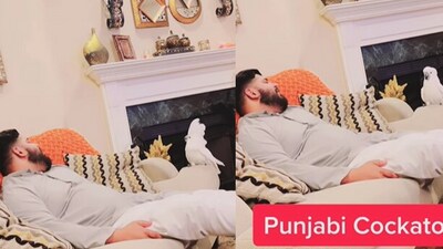Cockatoo dances on a Punjabi song. (Instagram/@__angelic_animals) Cockatoo dances on a Punjabi song. (Instagram/@__angelic_animals)