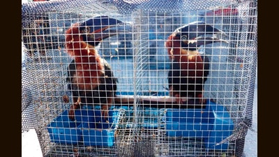 Mizoram has emerged as a hot spot for animal and bird smuggling. (HT Photo) Mizoram has emerged as a hot spot for animal and bird smuggling. (HT Photo)