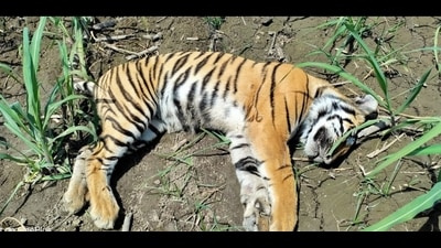 The carcass of a young tiger recovered in Dudhwa buffer zone on Friday. (HT Photo) The carcass of a young tiger recovered in Dudhwa buffer zone on Friday. (HT Photo)