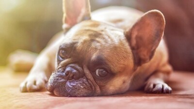 Hard stools, appetite loss and lethargy can signal that you pet needs some lifestyle modifications (Pixabay) Hard stools, appetite loss and lethargy can signal that you pet needs some lifestyle modifications (Pixabay)