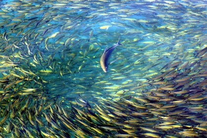 The ocean currents facilitate the interbasin movement of nutrients sustaining marine life. (Reuters) The ocean currents facilitate the interbasin movement of nutrients sustaining marine life. (Reuters)