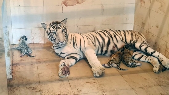 White tigress Mira with cubs at Gandhi Zoo in Gwalior. (ANI)