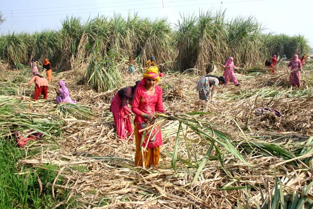 Workers in the sugarcane fields near Rohtak. (Manoj Dhaka/HT)